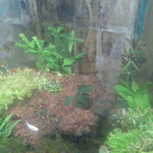 Buce Phalandra Batangan