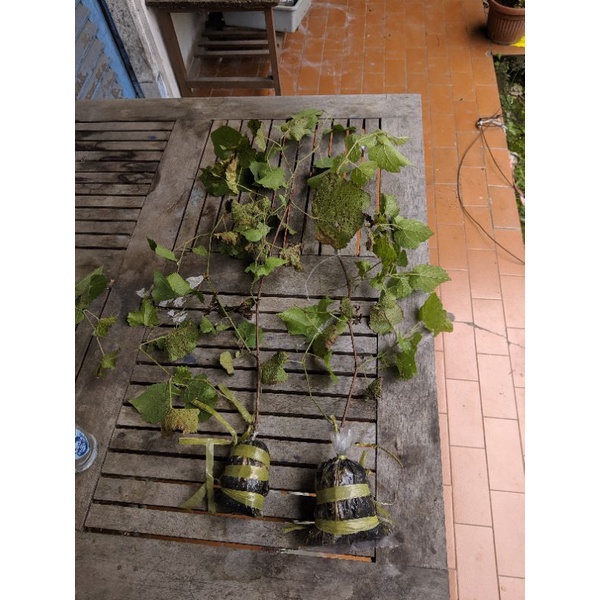 Rootstock Dogridge Fresh cangkok
