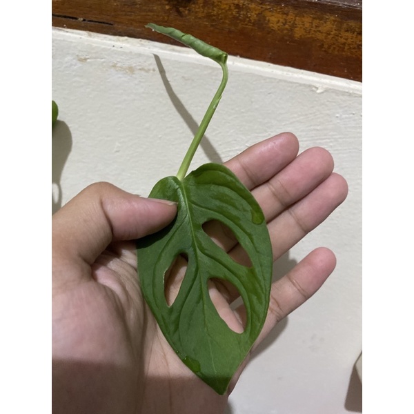 janda bodong