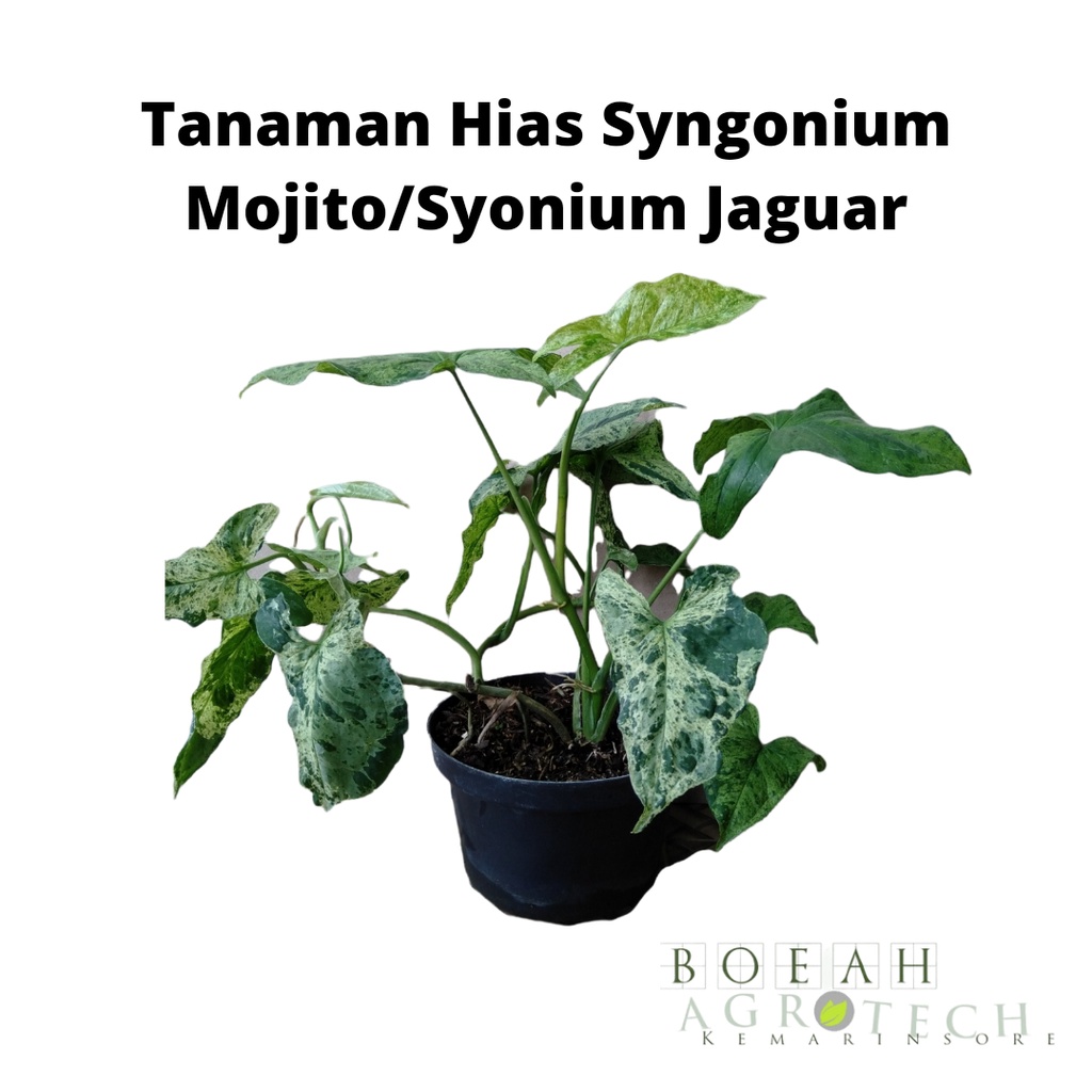 Tanaman Hias Syngonium Mojito/syngonium Jaguar Tanaman indoor