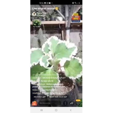 miana daun hijau putih tebal dan janggut Musa ram