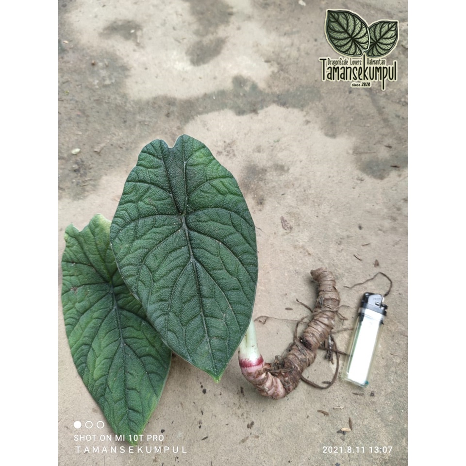 [Cabutan Hutan] Alocasia RHINO SKIN / Alokasia Melo Badak Original Sp.Sabah