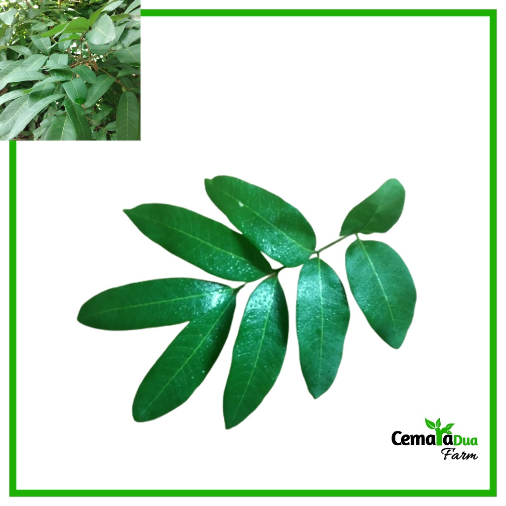 

Daun Kelengkeng/Daun Lengkeng Segar