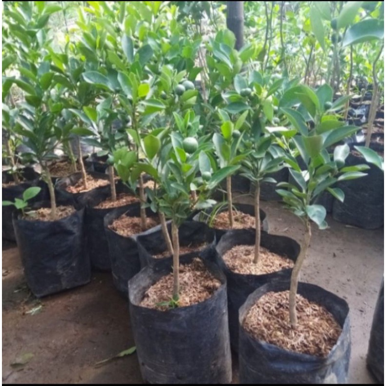 pohon jeruk santang madu tanaman pohon jeruk santang