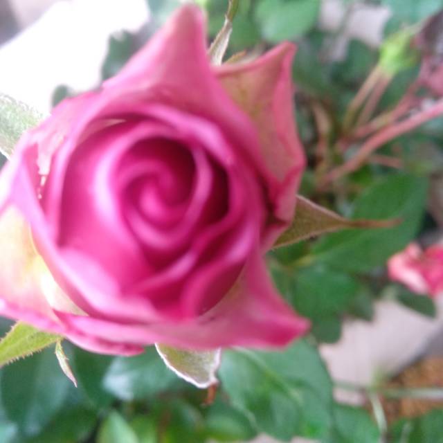 Mawar import coolwater bunga mawar mawar ungu benih mawar