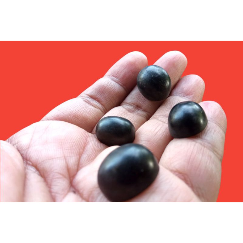 MATA CINCIN KAYU STIGI WULUNG