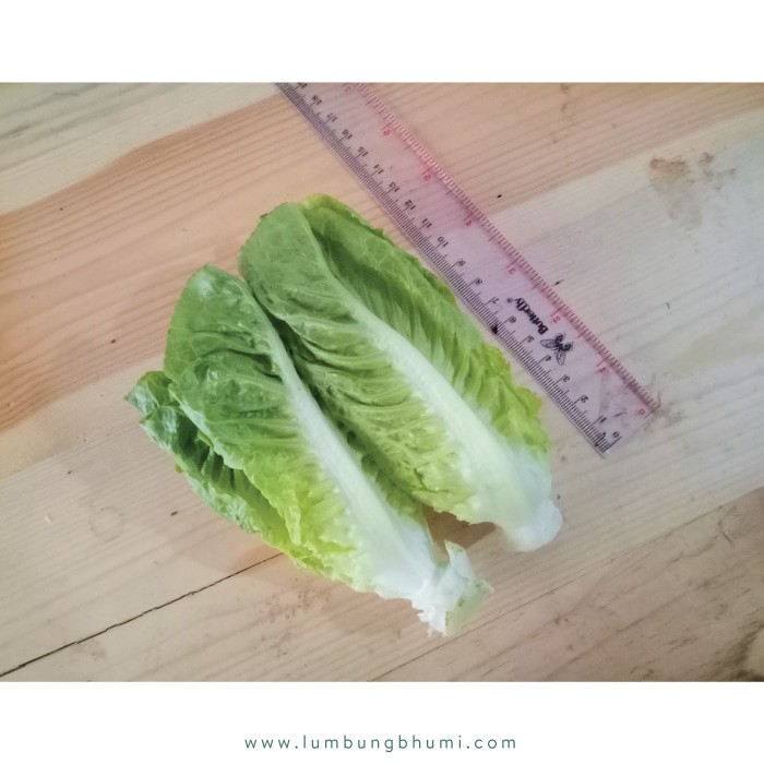 

HOT SALE BABY ROMAINE ( SAYUR - SAYURAN CURAH ) !!!!
