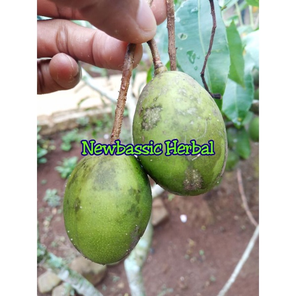 

Buah kedondong fresh 1kg