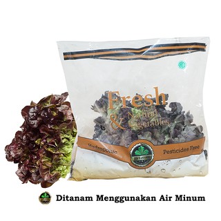 Sayur Hidroponik Red Oakleaf Lettuce 250gr/ sayuran sehat siap olah