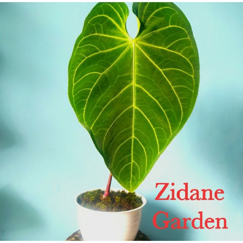 anthurium regale x magnificum