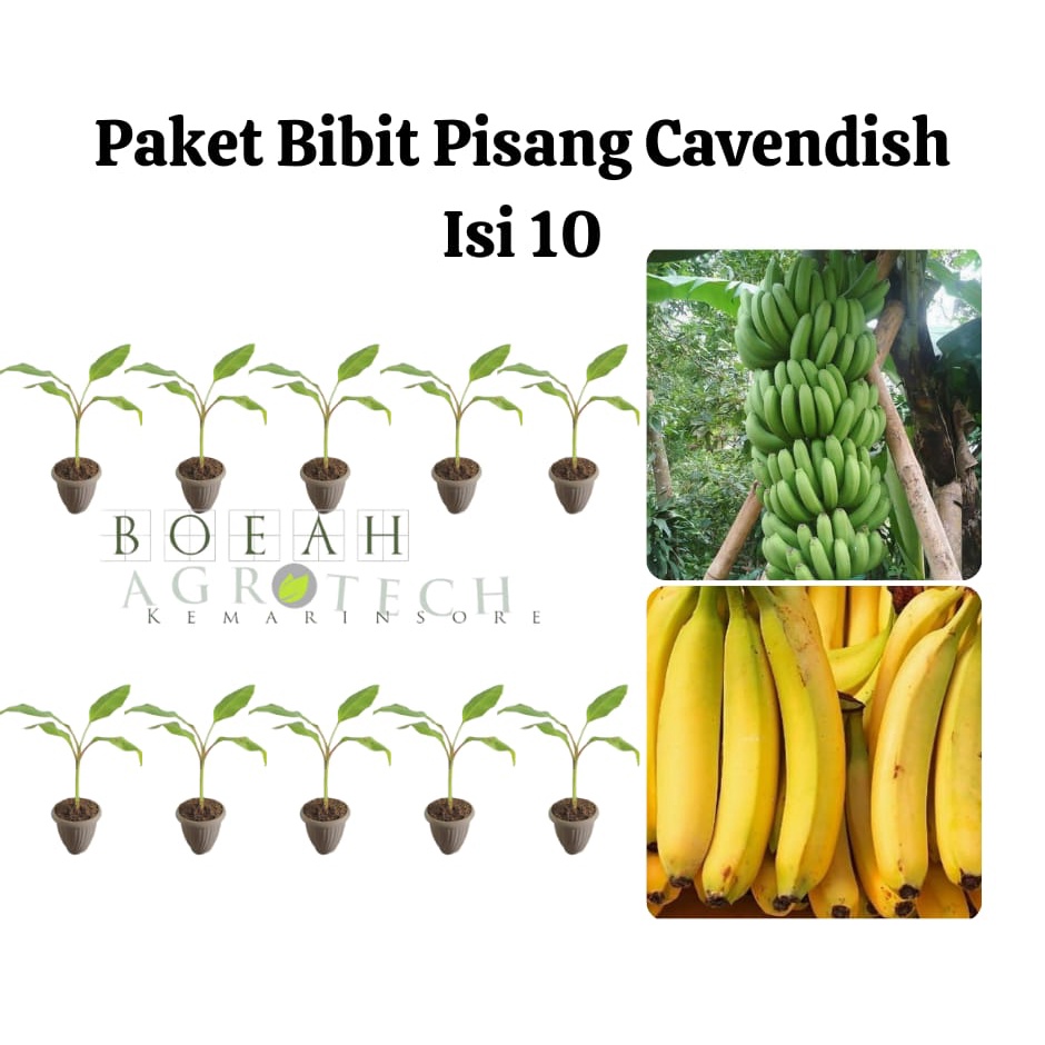 Paket Hemat Bibit Pisang Cavendish Isi 10 Bonus Bibit Strawberry+Polibag