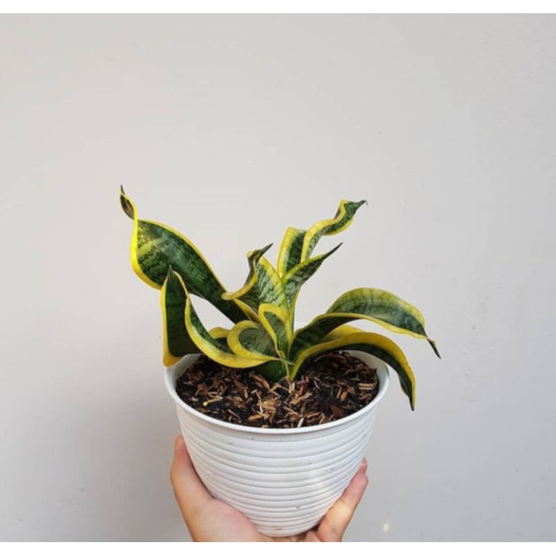 sansivera Twister #sansivera #aroid