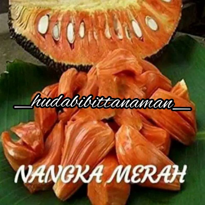 BIBIT TANAMAN NANGKA /NANGKA MERAH ORANGE