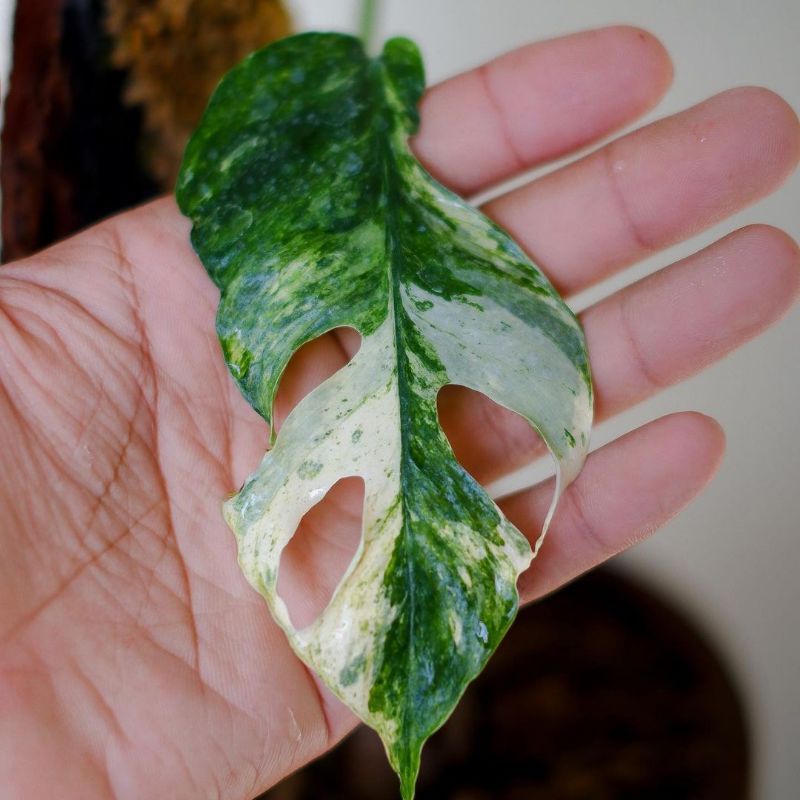Epipremnum Kujang white flame