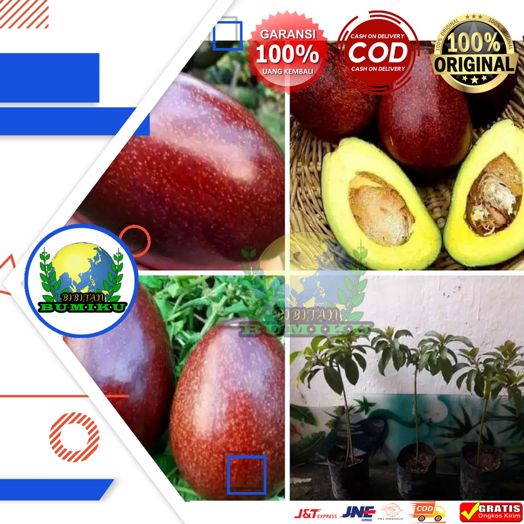 alpukat red Vietnam / bibit alpukat red vietnam