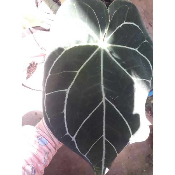 magnificum batang kotak