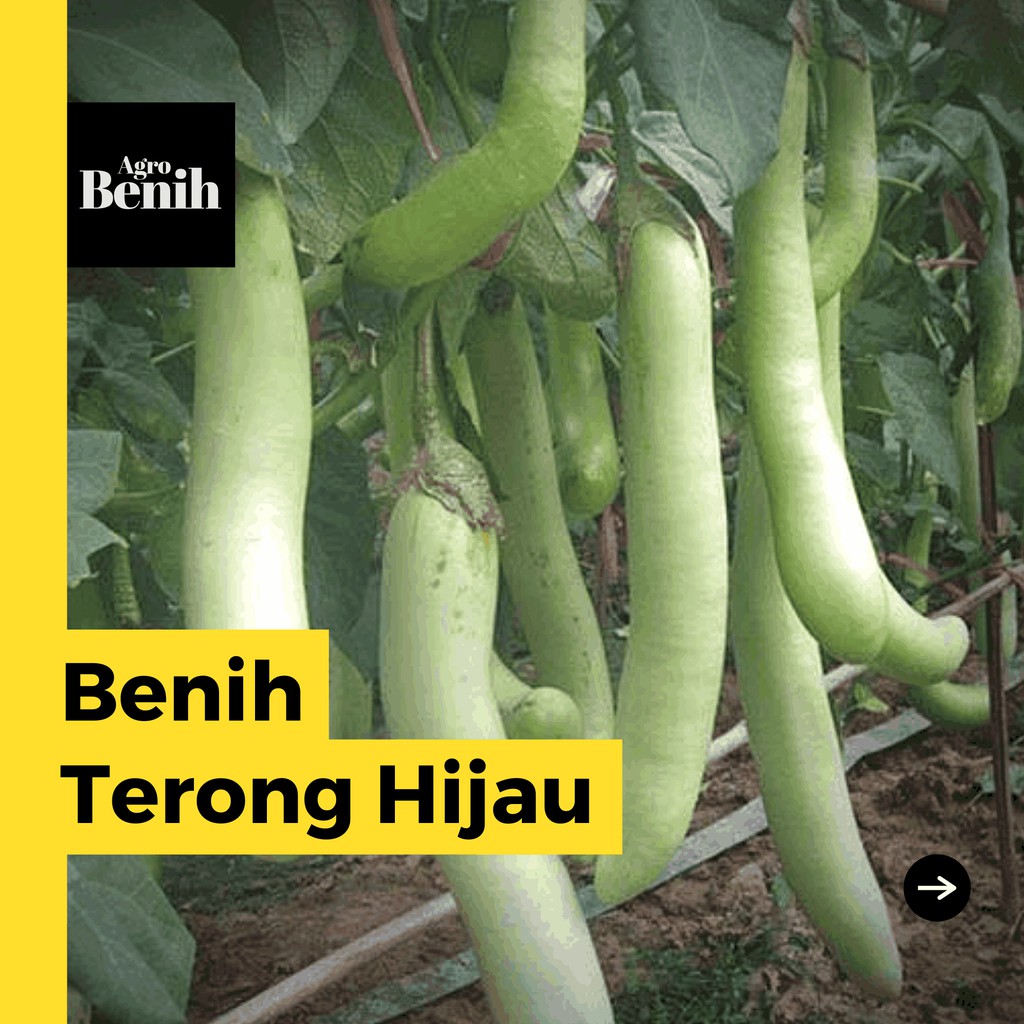 40 Bibit Terong Hijau Panjang Super Benih Sayuran Unggul Tanaman Sayur Vigor Berkualitas Premium