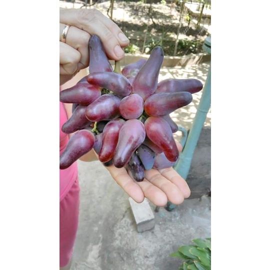 Bibit Anggur Oscar, Pohon Anggur Oscar, Pohon Anggur Cepat Berbuah