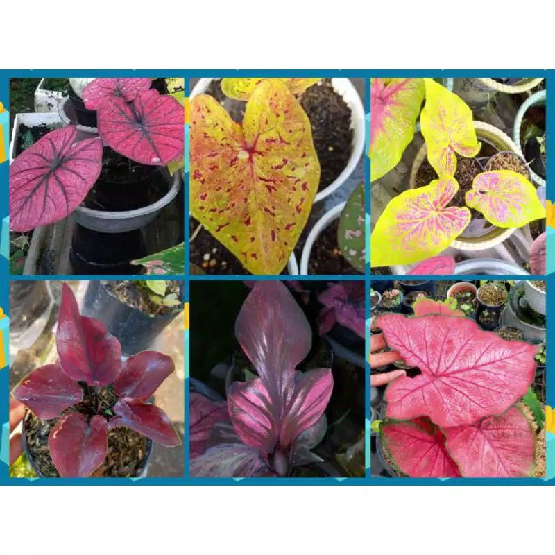 PROMO 6 PAKET BONGGOL KELADI