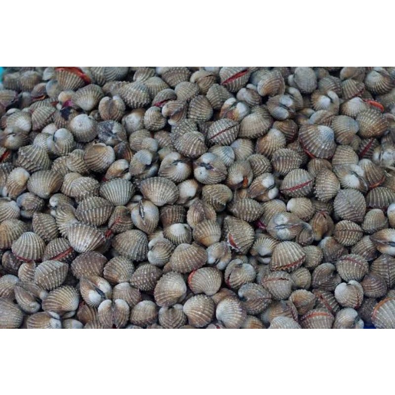 

Kerang dara kulit segar fresh surabaya 500gram - 1kg