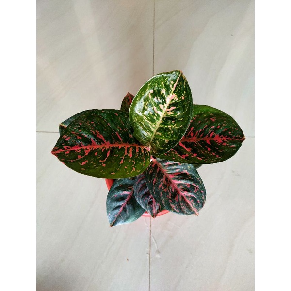 aglonema black Wulandari dewasa lokal