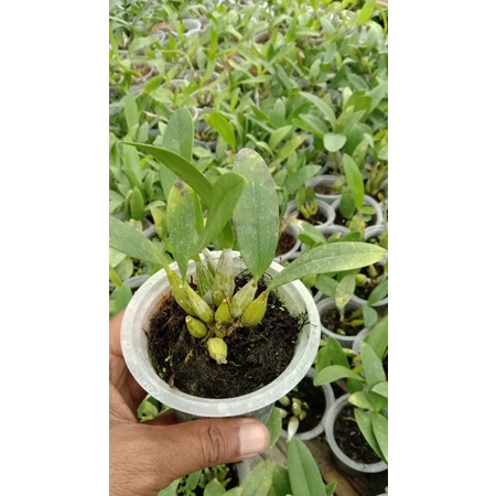 sedling Bifalce flava