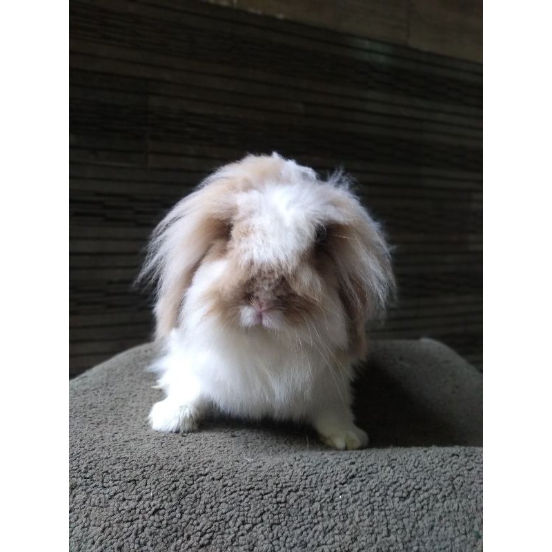 Kelinci fuzzy lop indukan kualitas brood