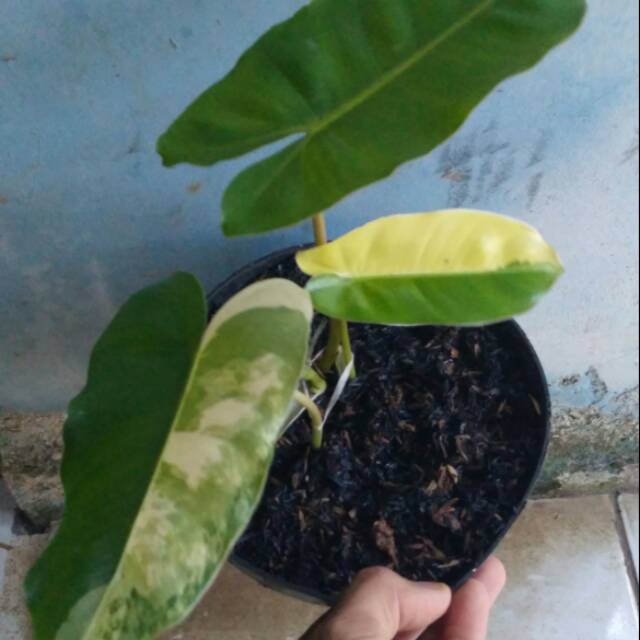 Tanaman Hias Philodendron Burle Marx Variegated Brekele Varigata Shopee Indonesia