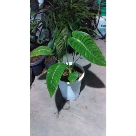 anthurium vietchii original remaja