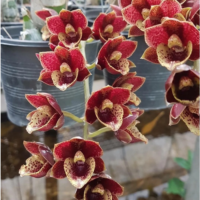 Anggrek Catasetum Fdk. N. R. ‘Bakers Wine Sunset’