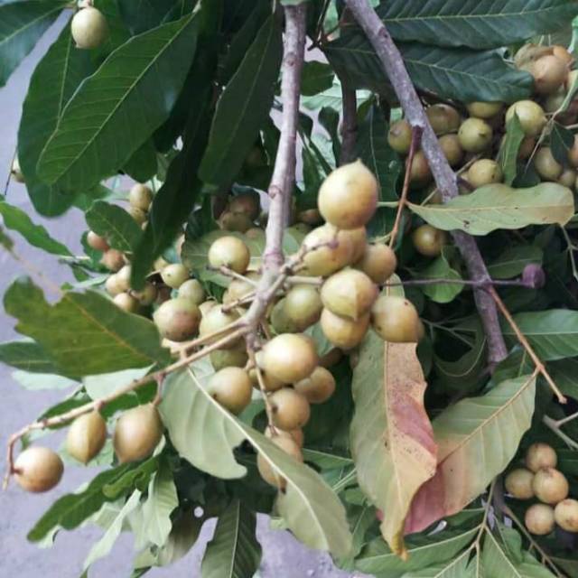 Victory Seed - Bibit Benih Buah Kesambi (Isi 1 Biji)