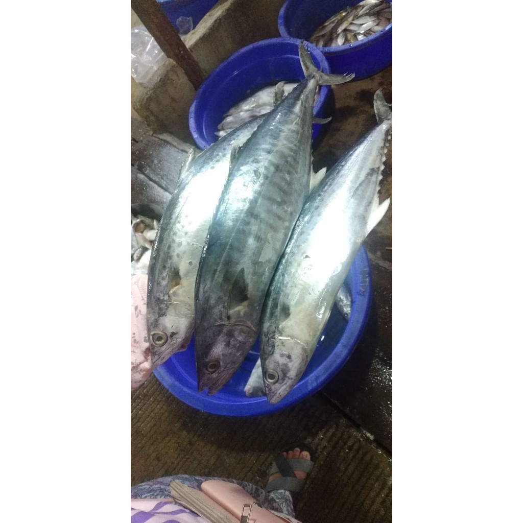 

Ikan Tenggiri Segar