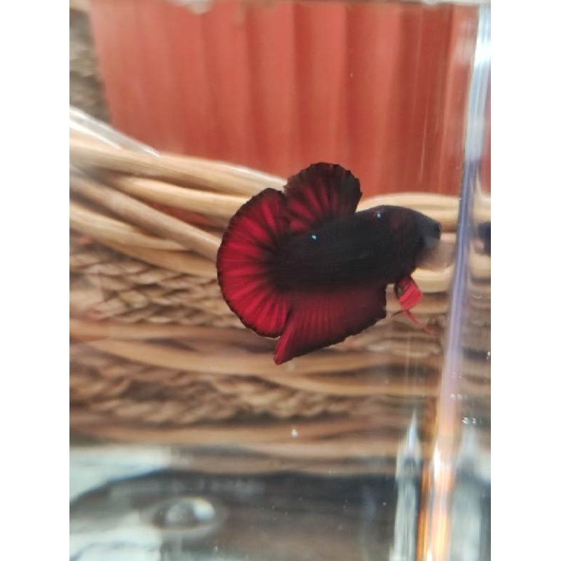 Ikan cupang avatar vampir jantan