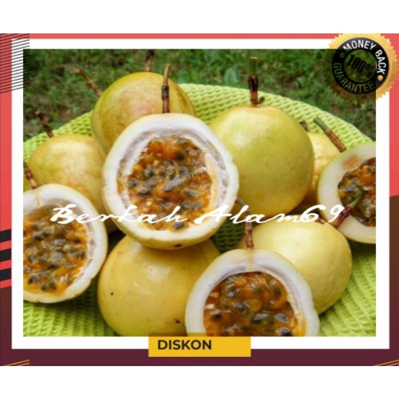 

Buah Markisa Kuning Segar Fres 1kg