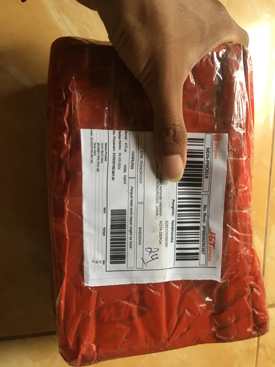 Glowlight Tetra Neon Api