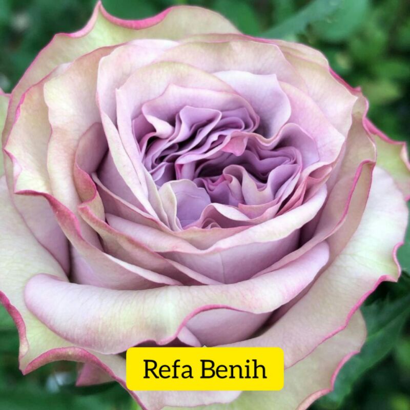 Biji Benih Bunga Mawar Super Purple Import / Benih Termurah / Benih Import