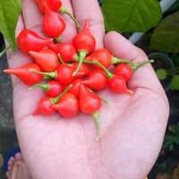 Benih Bibit Biji - Cabai Red Chupetinho Merah Biquinho Cabe Susu Bali Sisca Kohl Pepper Seeds