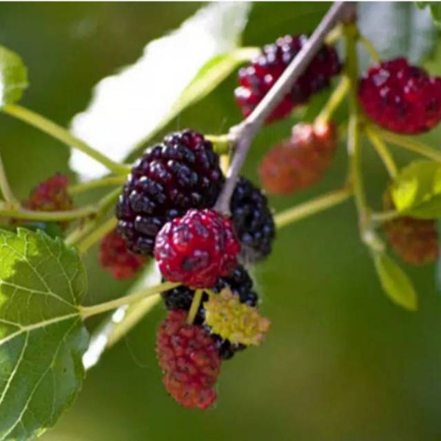 bibit murbei /bahan bonsai murbei/tanaman hias murbei