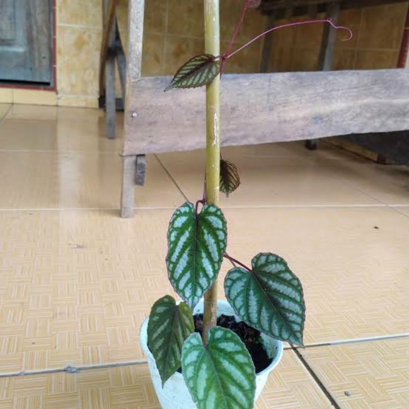 

250Gram Herbal SIRIH KERATON