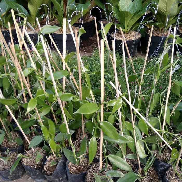 Bibit Tanaman Vanili / Vanilla