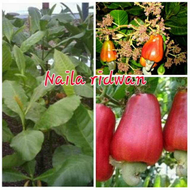 Bibit jambu monyet / jambu mente