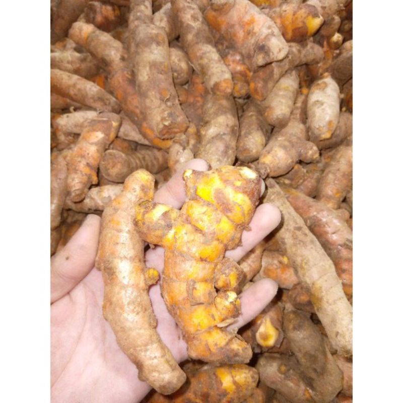 

kunyit segar 250 gram