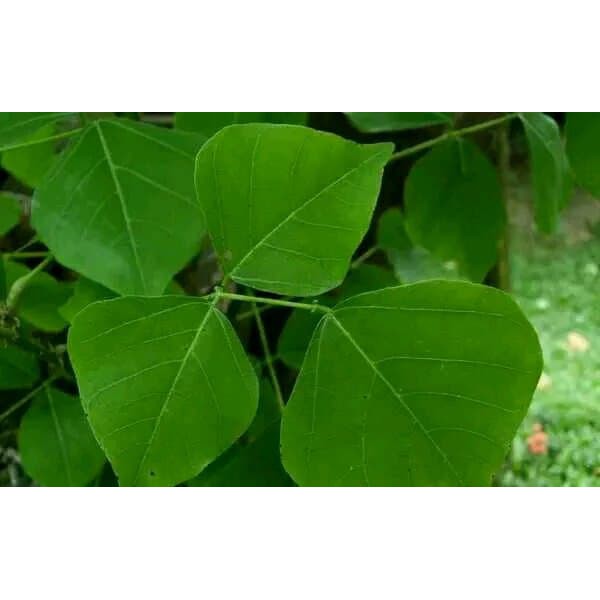 

Promo Daun Dadap Serep Segar 1 Kg - GRATIS daun walang sangit TERLARIS