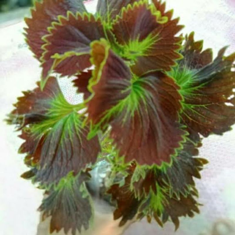 Tanaman Hias Miana Mawar