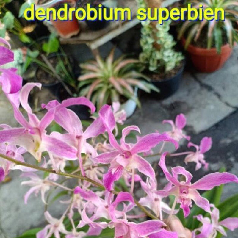 Dendrobium superbiens jumbo rimbun