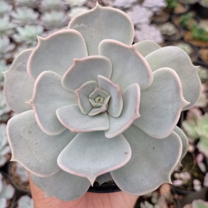echeveria lilacina KAKTUS SUKULEN TANAMAN HIAS