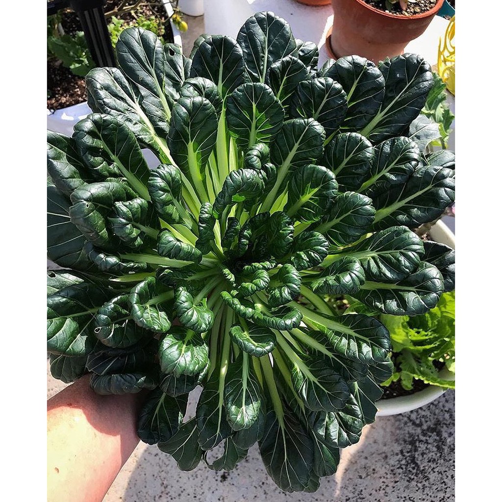 Benih Bibit Biji - Sawi Tatsoi Pagoda Sayur Ta Ke Cai (Rosette Bok Choy) Seeds - Panen Dalam 40 Hari