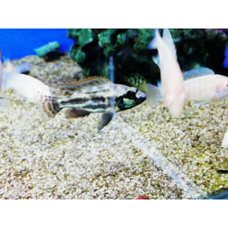 Nimbochromis Livingstoni | cichlid