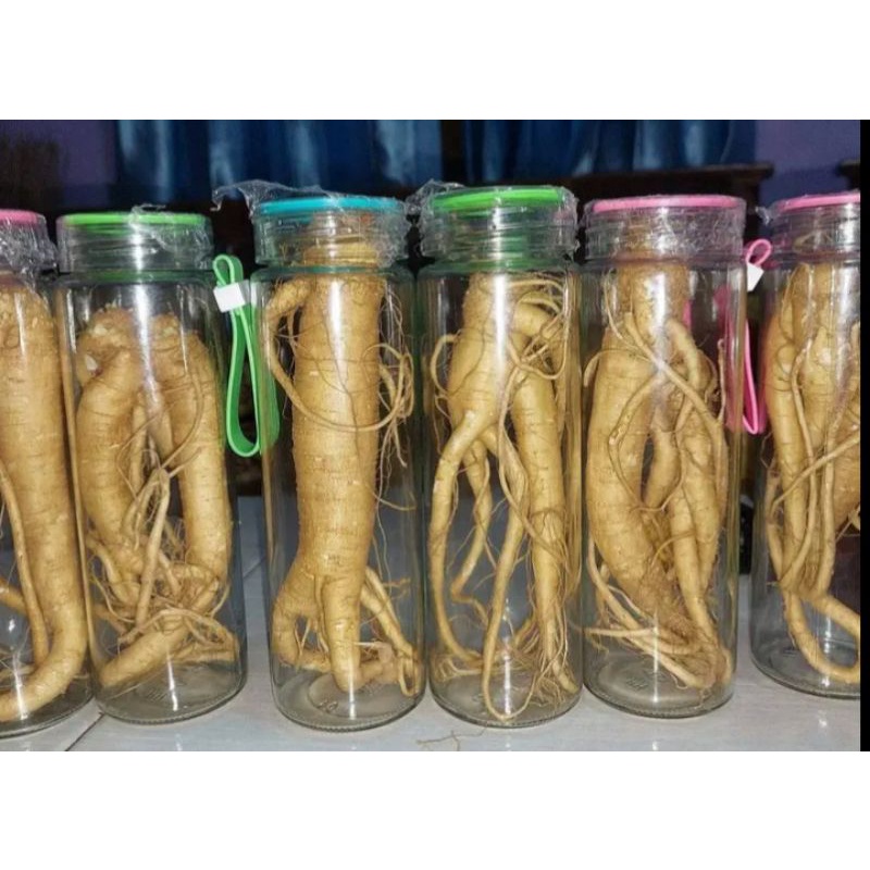 jual pohon ginseng korea penuh manfaat