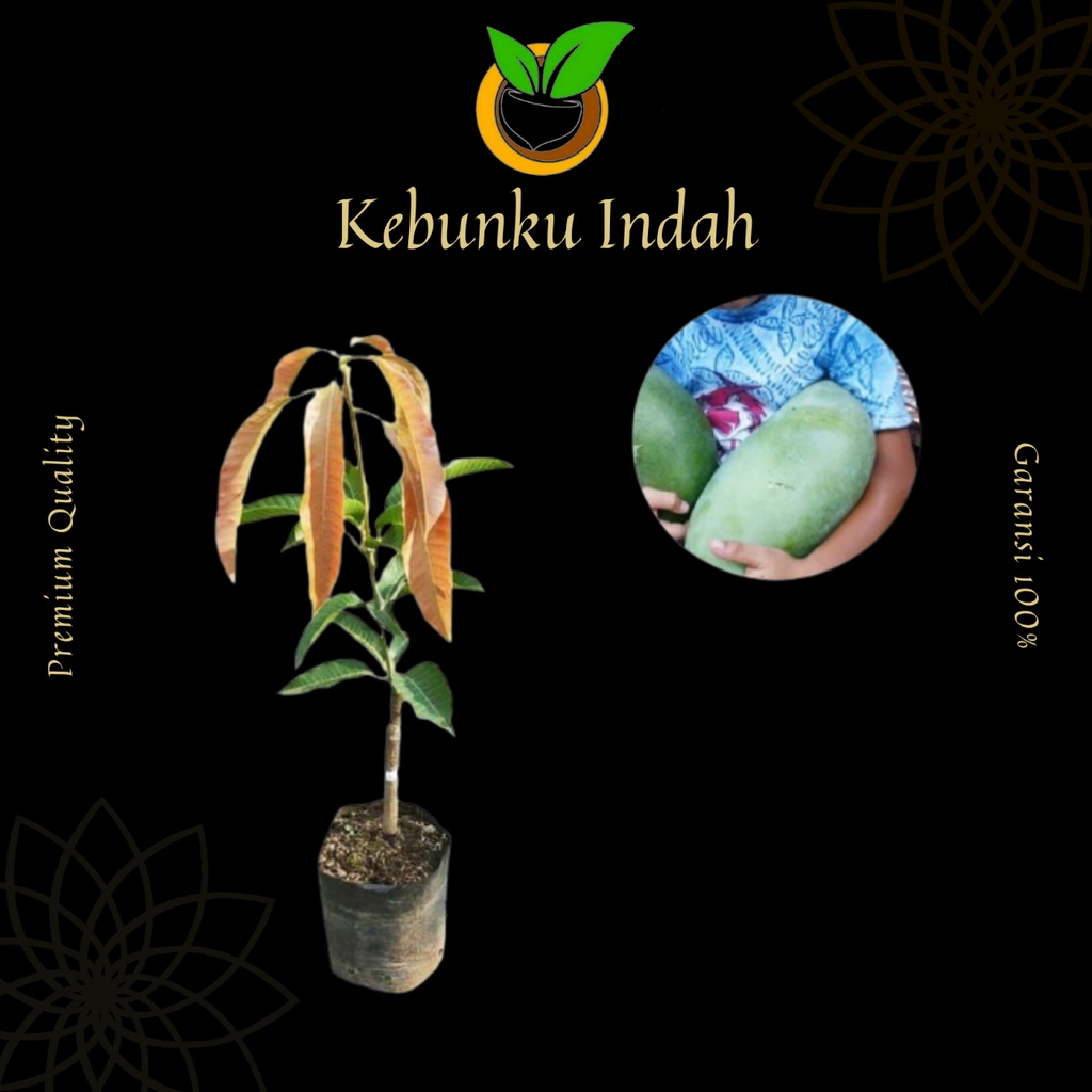 BIBIT MANGGA MAHATIR JUMBO